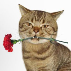 Meet your Posher, Madeline